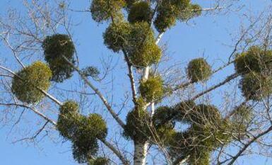 А знаете ли вы, что в лесах Геленджика произрастает растение, которое размножается только с помощью помета птиц и растет исключительно на деревьях?