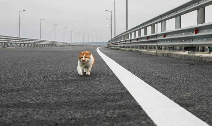 Со дня открытия Крымского моста по нему проехали более 3,5 млн автомобилей