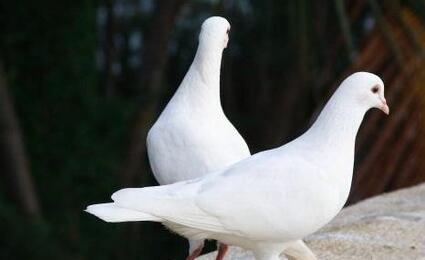 Белые голуби на свадьбы