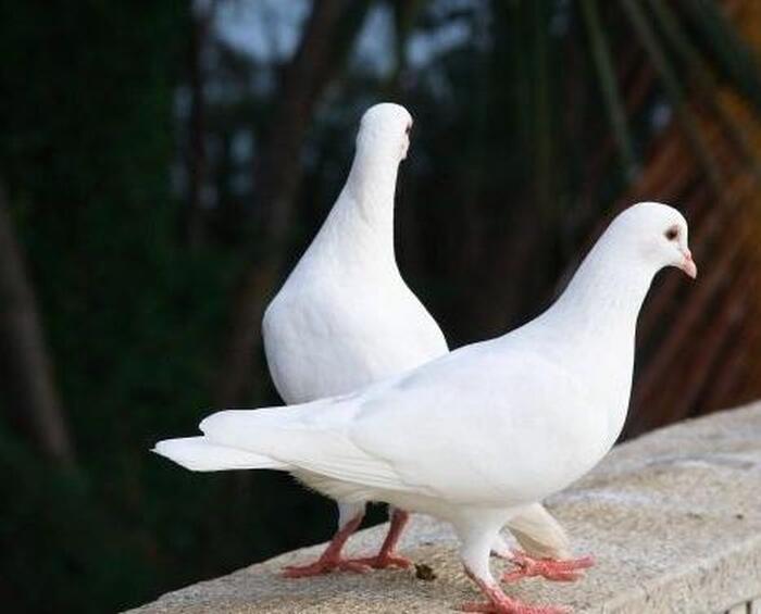 Белые голуби на свадьбы