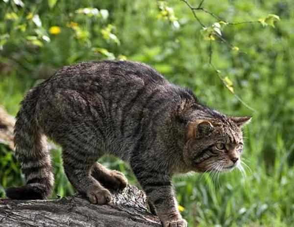 А знаете ли вы, что в горах Геленджика водится вид диких кошек занесенных в красную книгу?