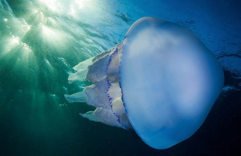 А знаете ли вы, как черноморские медузы предчувствуют шторм?