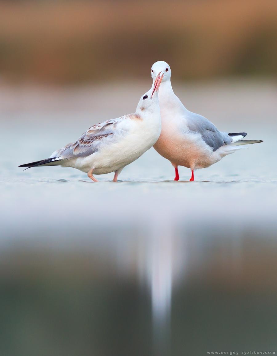  А знаете ли вы, что в Геленджике водятся морские голубки - редкие чайки?