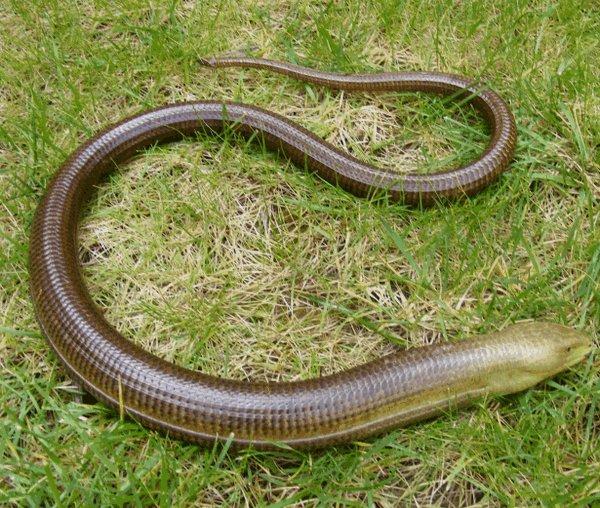 А знаете ли вы, что в Геленджике водится ящерица, похожая на змею -  желтопузик?